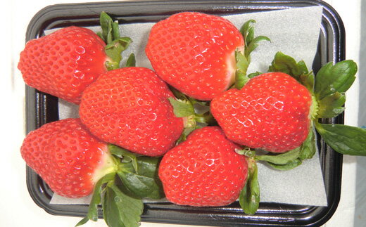 だるま苺 さがほのか 4パック いちご 大粒 フルーツ 果物 家庭用 訳あり イーツ こだわり 冷蔵 JA 農協 高知 だるま夕日 苺 いちご イチゴ ストロベリー 甘い 美味しい 旬 季節 限定 贈り物 ギフト プレゼント 宿毛市 高知県 11000円