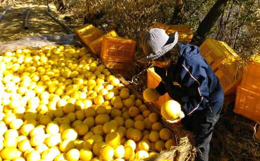 【ふるさと納税】 文旦 5kg 家庭用 特別栽培 農薬不使用 清家農園 柑橘類 果物 フルーツ みかん 柚子 ゆず ブンタン ザボン 和製グレープフルーツ 高知県 四国 国産 贈答用 ギフト 贈り物 プレゼント 食品 特産品 産地直送 健康 美容 ビタミンC 宿毛市 高知県 10000円 サムネイル3