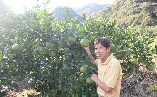 【ふるさと納税】 訳あり 土佐文旦 10kg 家庭用 中西農園 ぶんたん ブンタン 柑橘 果物 フルーツ 高知県産 特産品 贈答用 ギフト 贈り物 お歳暮 お中元 柑橘類 みかん 季節限定 冬の味覚 甘酸っぱい 爽やか 旬 果汁 ビタミンC 健康 ダイエット 宿毛市 高知県 16000円 サムネイル2