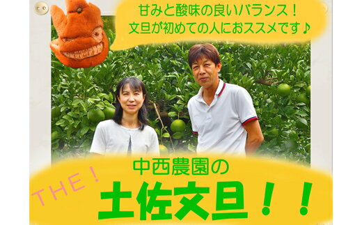 訳あり 土佐文旦 10kg 家庭用 中西農園 ぶんたん ブンタン 柑橘 果物 フルーツ 高知県産 特産品 贈答用 ギフト 贈り物 お歳暮 お中元 柑橘類 みかん 季節限定 冬の味覚 甘酸っぱい 爽やか 旬 果汁 ビタミンC 健康 ダイエット 宿毛市 高知県 16000円