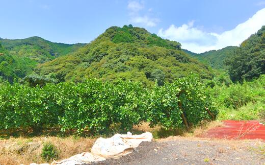 【ふるさと納税】 訳あり 土佐文旦 10kg 家庭用 中西農園 ぶんたん ブンタン 柑橘 果物 フルーツ 高知県産 特産品 贈答用 ギフト 贈り物 お歳暮 お中元 柑橘類 みかん 季節限定 冬の味覚 甘酸っぱい 爽やか 旬 果汁 ビタミンC 健康 ダイエット 宿毛市 高知県 16000円 サムネイル3