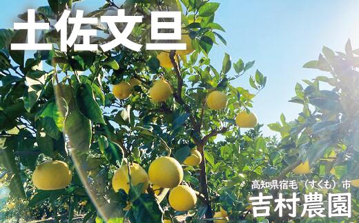 追熟 土佐文旦 10kg 贈答用 吉村農園 柑橘 果物 フルーツ 文旦 ぶんたん ブンタン 高知県産 特産品 名産品 旬 ジューシー 甘酸っぱい さっぱり 果汁 ビタミンC 贈り物 ギフト プレゼント 贈り物 人気 誕生日 贅沢 産地直送 農園直送 宿毛市 高知県 22000円