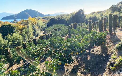 【ふるさと納税】 追熟 土佐文旦 10kg 贈答用 吉村農園 柑橘 果物 フルーツ 文旦 ぶんたん ブンタン 高知県産 特産品 名産品 旬 ジューシー 甘酸っぱい さっぱり 果汁 ビタミンC 贈り物 ギフト プレゼント 贈り物 人気 誕生日 贅沢 産地直送 農園直送 宿毛市 高知県 22000円 サムネイル2
