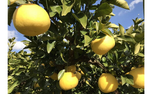 【ふるさと納税】 【2026年度予約受付】 訳あり 土佐文旦 10kg 家庭用 結果樹園 ぶんたん ブンタン 柑橘 みかん 高知県 特産品 フルーツ 果物 甘酸っぱい ビタミンC ギフト 冬 旬 産地直送 自然の恵み 農家 直送 美味しい 新鮮 果汁 規格外 宿毛市 高知県 16000円 サムネイル2