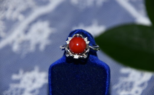 【ふるさと納税】 さんごの吉良 Pt血赤珊瑚リング R-4 ジュエリー アクセサリー 指輪 貴金属 プラチナ サンゴ コーラル 宝石 パワーストーン おしゃれ 贈り物 プレゼント 女性 レディース ファッション 高級 希少 天然 宿毛市 高知県 880000円 サムネイル2