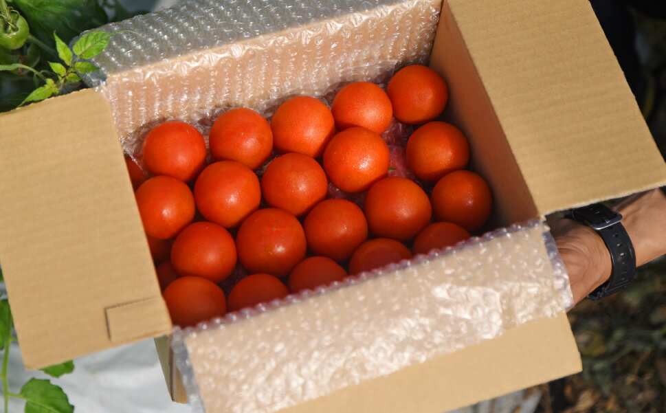 【ふるさと納税】 先行予約 フルチカトマト 2kg フルティカ フルーツトマト ミディトマト ミニトマト プチトマト 数量限定 期間限定 産地直送 取り寄せ 高知県産 サラダ 贈答用 ギフト 濃厚 甘い あまい コク トマト通販 野菜 宿毛市 高知県 12000円 - 画像3