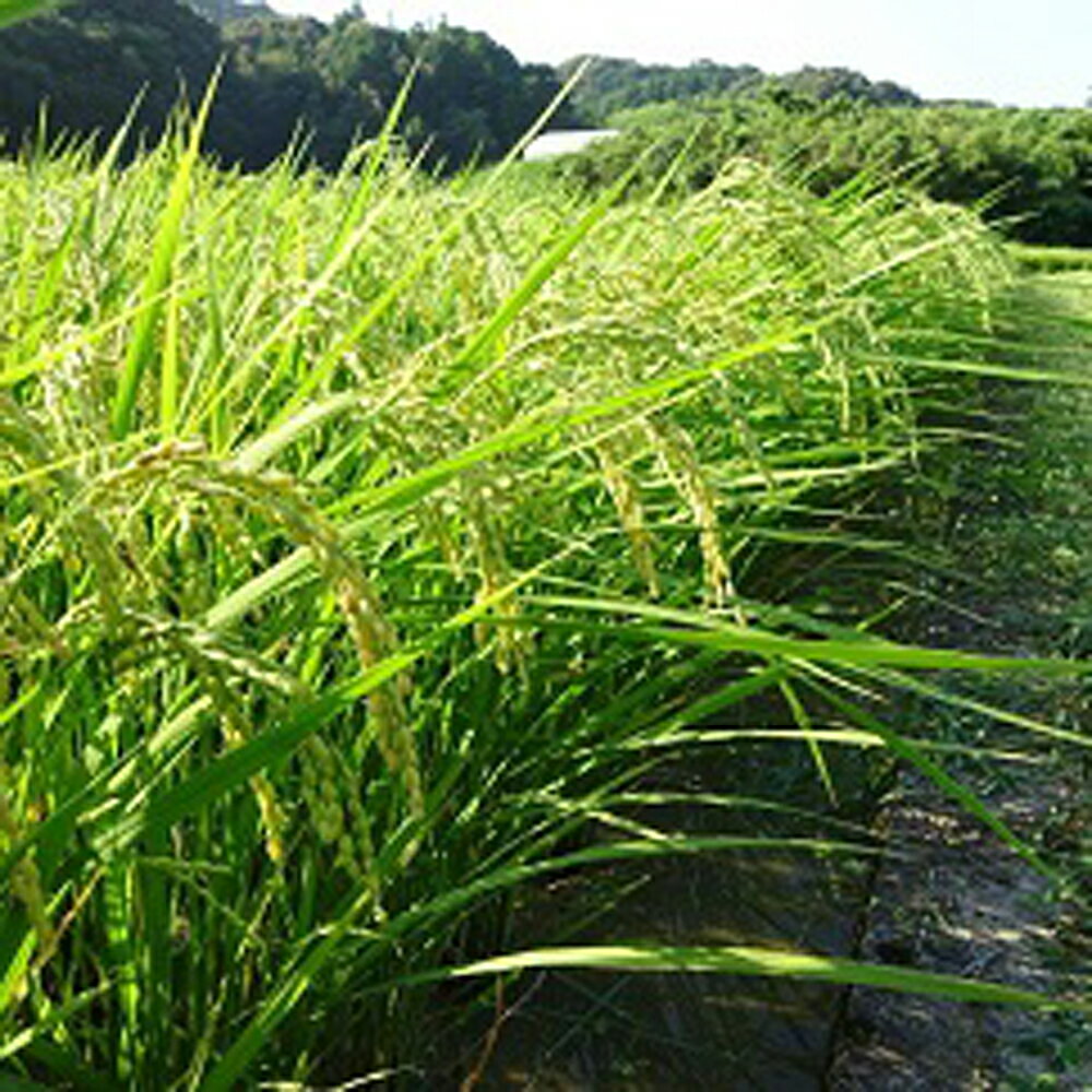 令和7年産 新米 5kg コシヒカリ すくも産 7日以内配送 すぐ届く 白米 精米 贈答 贈り物 プレゼント 高知県 産地直送 美味しい お米 ご飯 国産 農家直送 食味ランキング 特A 宿毛市 高知県 15000円