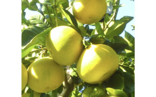 三木食品 土佐文旦 5kg 家庭用 ぶんたん ブンタン 柑橘 果物 フルーツ 柚子 ゆず 高知県産 特産品 名産 旬 ジューシー 贈答用 ギフト 贈り物 プレゼント お歳暮 お中元 正月 年末年始 産地直送 宿毛市 高知県 8000円