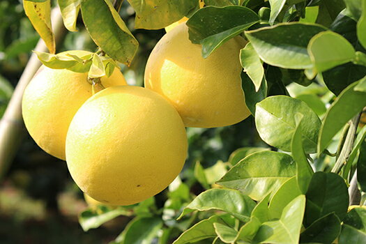 【ふるさと納税】 【第52回農林水産大臣賞受賞】 訳あり 土佐文旦 5kg 家庭用 文旦 結 ゆい 果樹園 ぶんたん ブンタン 柑橘 柑橘類 みかん 蜜柑 ミカン 果物 フルーツ 高知県産 産地直送 特産品 名産品 旬 季節 冬 citrus 人気 美味しい 旬 規格外 宿毛市 高知県 9000円 サムネイル2