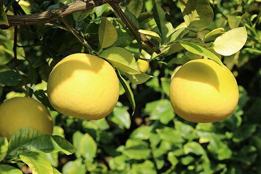 【ふるさと納税】 追熟 土佐文旦 10kg 贈答用 吉村農園 柑橘 果物 フルーツ 文旦 ぶんたん ブンタン 高知県産 特産品 名産品 旬 ジューシー 甘酸っぱい さっぱり 果汁 ビタミンC 贈り物 ギフト プレゼント 贈り物 人気 誕生日 贅沢 産地直送 農園直送 宿毛市 高知県 22000円 サムネイル3