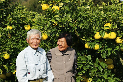 【2026年度予約受付】 訳あり 土佐文旦 10kg 家庭用 結果樹園 ぶんたん ブンタン 柑橘 みかん 高知県 特産品 フルーツ 果物 甘酸っぱい ビタミンC ギフト 冬 旬 産地直送 自然の恵み 農家 直送 美味しい 新鮮 果汁 規格外 宿毛市 高知県 16000円