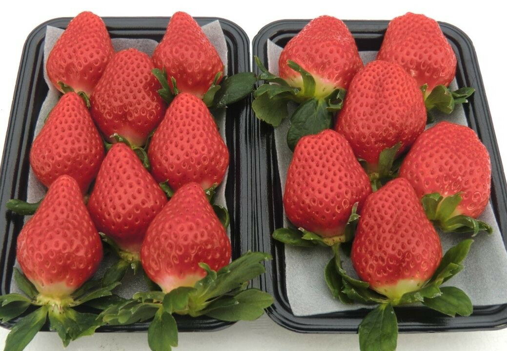 【ふるさと納税】 だるま苺 さがほのか 4パック いちご 大粒 フルーツ 果物 家庭用 訳あり イーツ こだわり 冷蔵 JA 農協 高知 だるま夕日 苺 いちご イチゴ ストロベリー 甘い 美味しい 旬 季節 限定 贈り物 ギフト プレゼント 宿毛市 高知県 11000円 サムネイル2