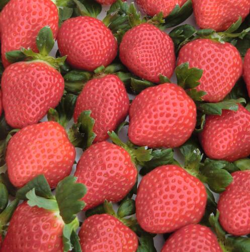 【ふるさと納税】 だるま苺 さがほのか 4パック いちご 大粒 フルーツ 果物 家庭用 訳あり イーツ こだわり 冷蔵 JA 農協 高知 だるま夕日 苺 いちご イチゴ ストロベリー 甘い 美味しい 旬 季節 限定 贈り物 ギフト プレゼント 宿毛市 高知県 11000円 サムネイル3