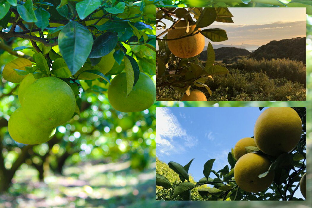 【ふるさと納税】 彩り柑橘園 土佐文旦 贈答用 10kg 文旦 ぶんたん ブンタン 柑橘 みかん フルーツ 果物 贈り物 ギフト 高知県産 特産品 名産 産地直送 旬 果汁 甘酸っぱい ビタミンC 冬 季節限定 贈答品 お歳暮 お年賀 お取り寄せ グルメ 特別栽培 宿毛市 高知県 30000円 サムネイル3