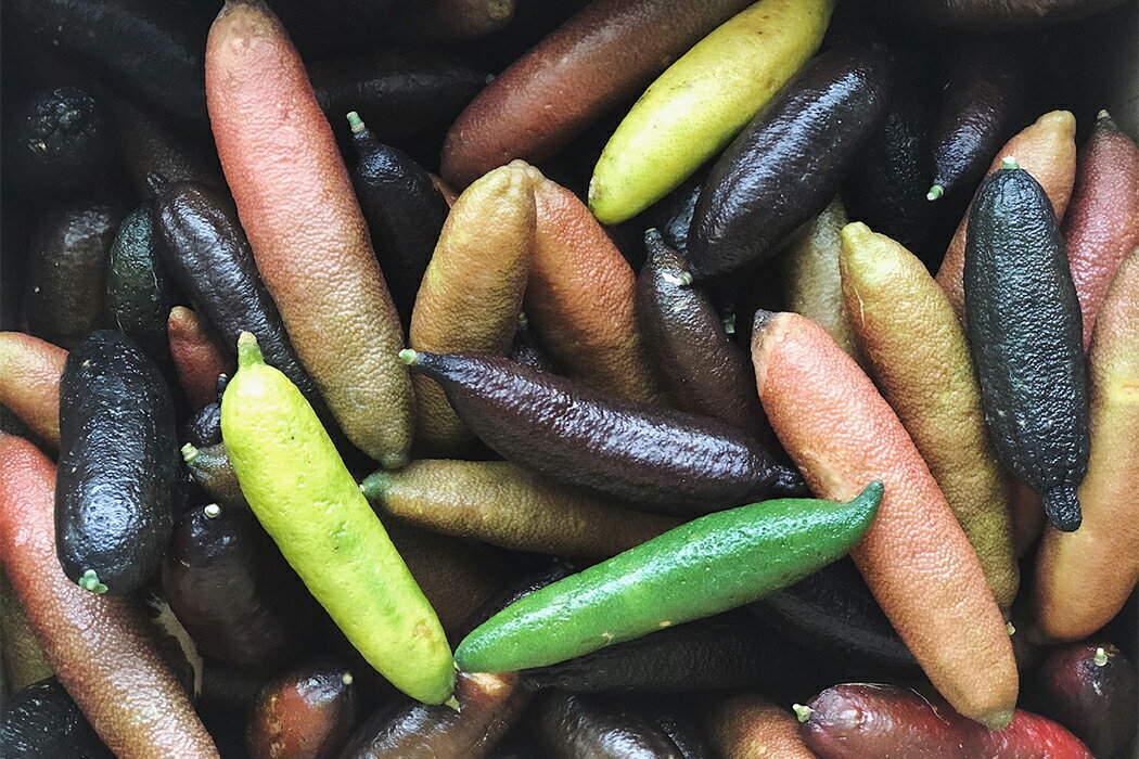 【ふるさと納税】 キャビアライム 200g フィンガーライム 柑橘 果実 香辛料 スーパーフード オーストラリアンフィンガーライム 珍しい果物 高級食材 調理 料理 デザート ドレッシング カクテル 宿毛市 高知県 24000円 サムネイル2