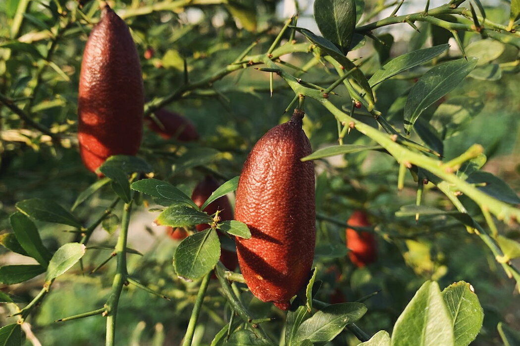 【ふるさと納税】 キャビアライム 200g フィンガーライム 柑橘 果実 香辛料 スーパーフード オーストラリアンフィンガーライム 珍しい果物 高級食材 調理 料理 デザート ドレッシング カクテル 宿毛市 高知県 24000円 サムネイル3