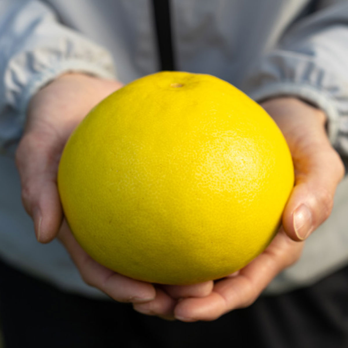 【ふるさと納税】訳あり あおかぜ農園 土佐文旦 10kg 家庭用 文旦 ぶんたん ブンタン 柑橘 果物 フルーツ 特産品 高知県産 お取り寄せ 贈答用 ギフト 冬 春 旬 産地直送 ビタミンC 自然の恵み 農家直送 国産 甘酸っぱい 人気 家庭用 規格外 宿毛市 高知県 17000円 サムネイル3