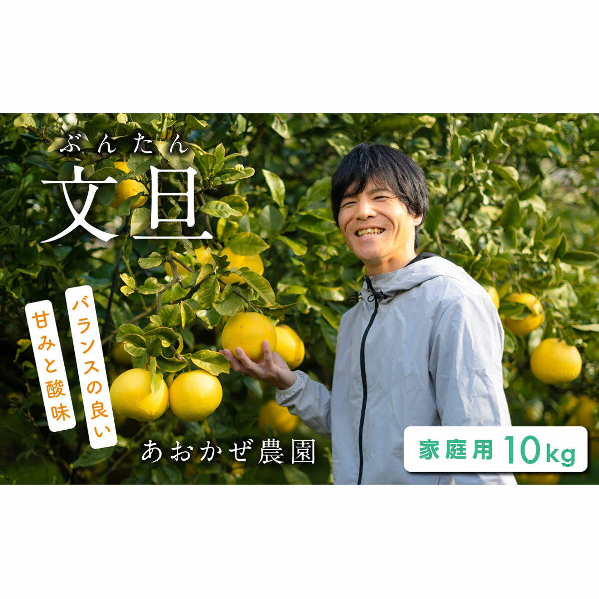 訳あり あおかぜ農園 土佐文旦 10kg 家庭用 文旦 ぶんたん ブンタン 柑橘 果物 フルーツ 特産品 高知県産 お取り寄せ 贈答用 ギフト 冬 春 旬 産地直送 ビタミンC 自然の恵み 農家直送 国産 甘酸っぱい 人気 家庭用 規格外 宿毛市 高知県 17000円