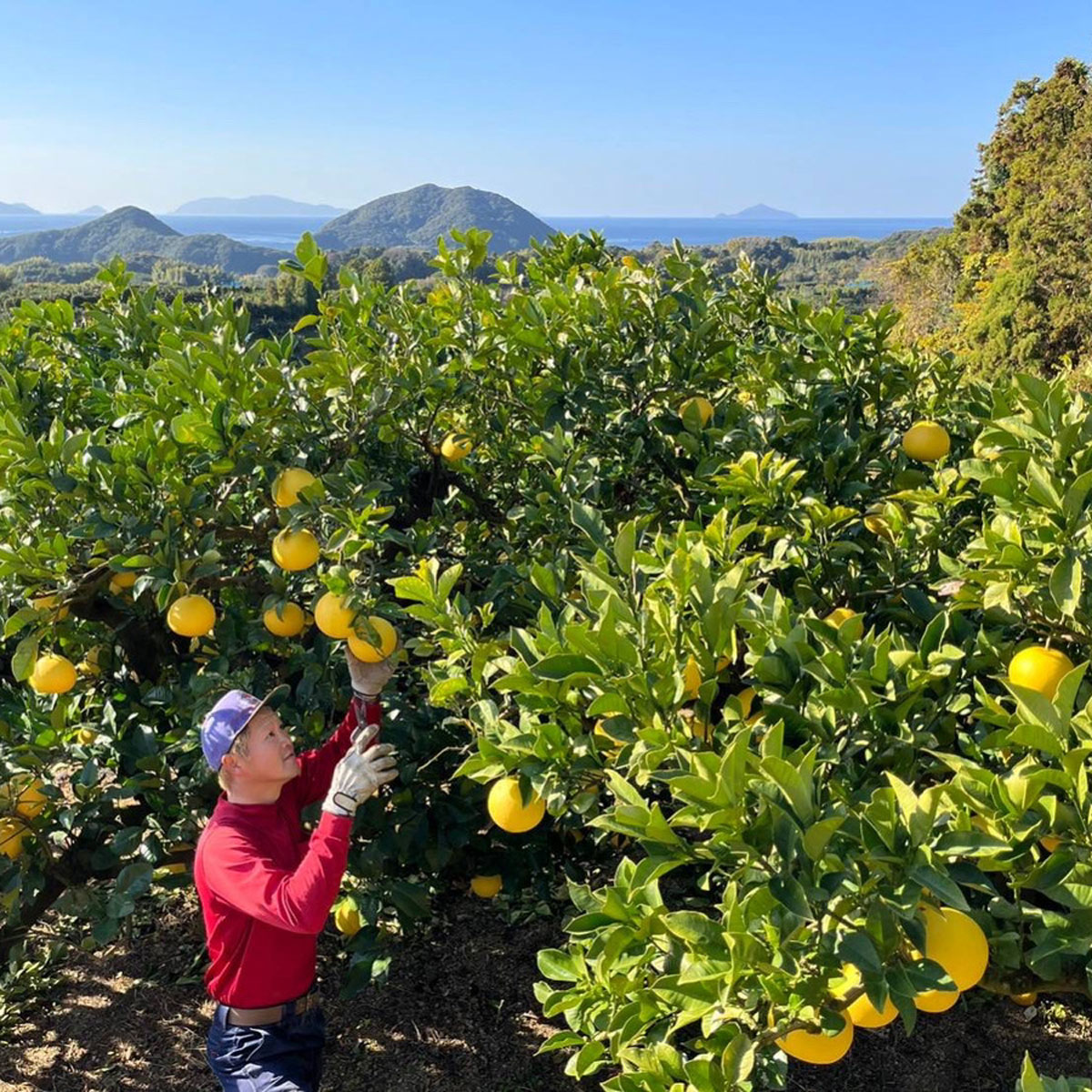 【ふるさと納税】 訳あり チャンピオン文旦 5kg 家庭用 矢田良太 傷あり 規格外 ぶんたん ブンタン 文旦 人気 柑橘 果物 フルーツ 高知県産 特産品 グレープフルーツ ジューシー 甘酸っぱい 爽やか 果汁 ビタミンC 贈り物 ギフト 贈答用 お歳暮 お中元 宿毛市 高知県 13000円 サムネイル3