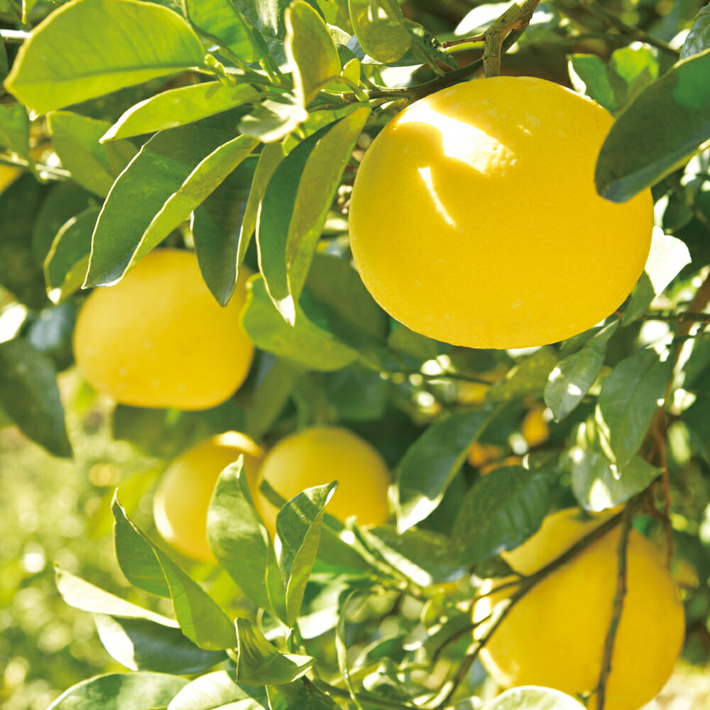 【ふるさと納税】 土佐文旦 3.5kg 家庭用 大串農園 柑橘 果物 フルーツ みかん類 贈答品 ギフト 高知県産 特産品 名産 果汁 ジューシー さっぱり 甘酸っぱい ビタミンC 健康 美容 デザート 旬 冬 季節限定 産地直送 贈り物 お取り寄せ グルメ 宿毛市 高知県 6000円 サムネイル2