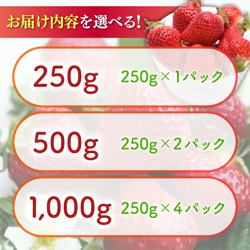 【ふるさと納税】 【2026年1-3月発送】いちご アフター保証 選べる 容量 いちご 250g ~1kg 新鮮 冷蔵 イチゴ 小分け 苺 果物 スイーツ 数量限定 期間限定 あまえくぼ 希少品種 贈答 ギフト プレゼント 1月より順次発送 高知県 宿毛市 サムネイル2
