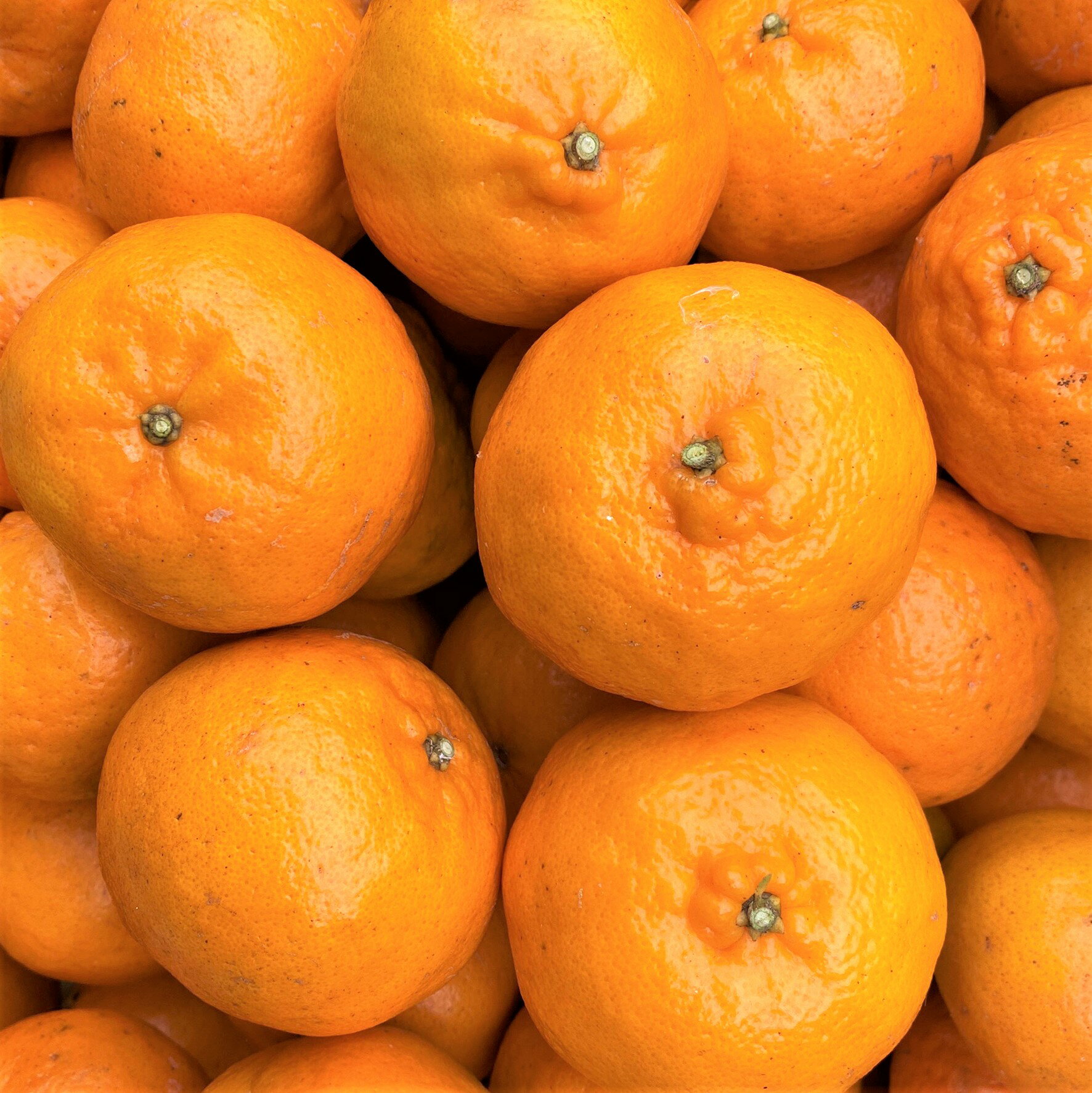 【ふるさと納税】令和8年1月下旬より発送　＜訳あり＞　ぽんかん 3.5kg 高糖度 みかん 柑橘 高知県 高知 土佐清水 甘い ジューシー 完熟 フルーツ 果物 ポンカン ビタミンC 旬 M～2Lサイズ 減農薬 乳酸菌生成液 産直 季節限定 家庭用 ふるさとのうぜい 返礼品【R01342】 サムネイル2