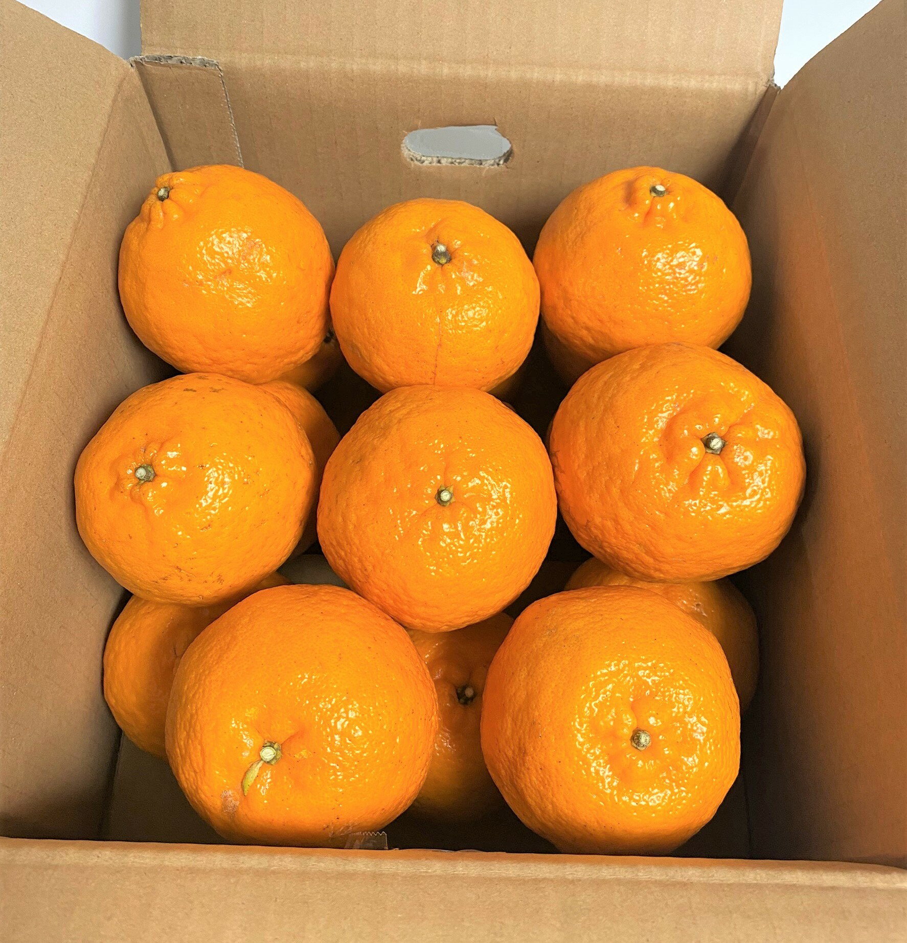 【ふるさと納税】令和8年1月下旬より発送　＜訳あり＞　ぽんかん 3.5kg 高糖度 みかん 柑橘 高知県 高知 土佐清水 甘い ジューシー 完熟 フルーツ 果物 ポンカン ビタミンC 旬 M～2Lサイズ 減農薬 乳酸菌生成液 産直 季節限定 家庭用 ふるさとのうぜい 返礼品【R01342】 サムネイル3