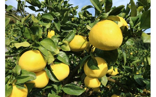 【ふるさと納税】R8 先行予約 文旦 訳あり 土佐文旦 5kg 旬 柑橘 みかん フルーツ ザボン サイズ混合 晩白柚 ぶんたん ブンタン 果実 果物 くだもの フルーツ デザート 柑橘類 おやつ わけあり 傷 家庭用 高知県 土佐清水市 送料無料 故郷納税 返礼品 9000円【R01372】 サムネイル2