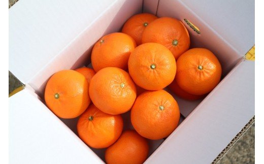 【ふるさと納税】R8年発送 早川農園 麗紅 （れいこう） 3kg みかん 柑橘 フルーツ せとかの姉妹品種 糖度 甘い 薄皮 果物 果肉 果汁 たっぷり 冬ミカン 3キロ デザート おやつ 美味しい 柑橘類【R00233】 サムネイル3