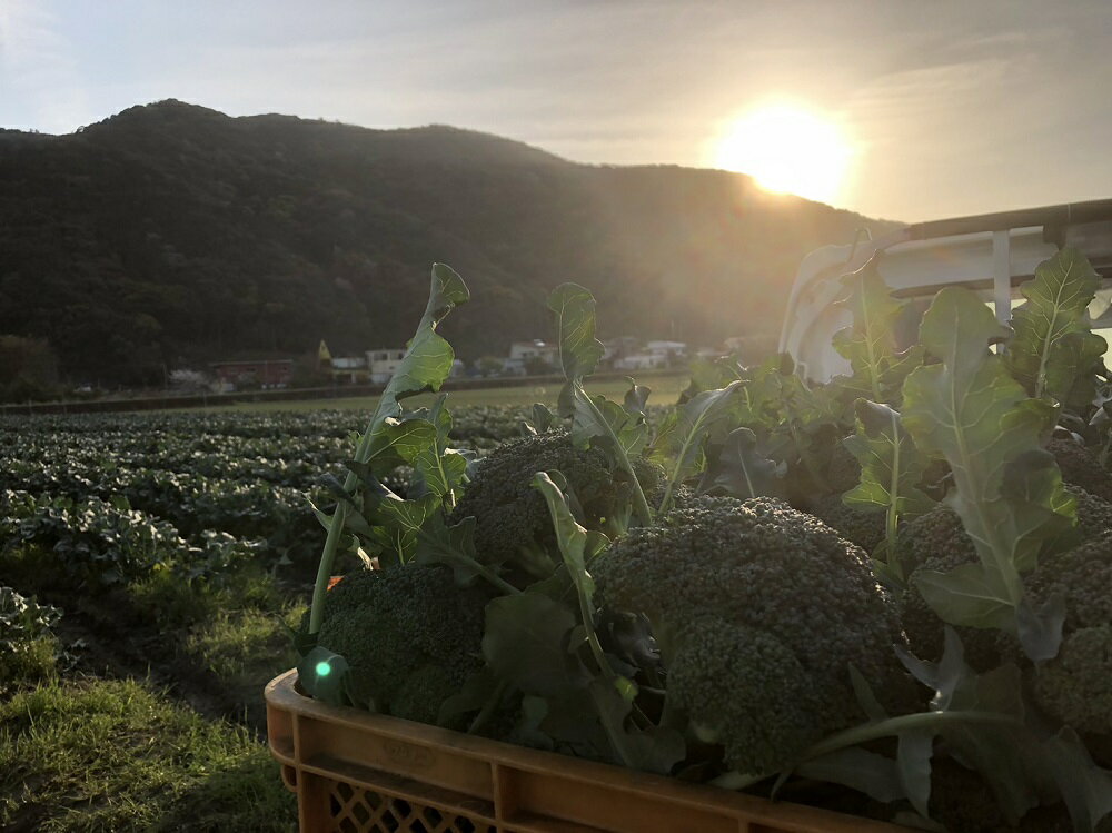 【ふるさと納税】朝採れ 朝どれ 土佐の春ブロッコリー 大玉6個 春野菜 旬 ブロッコリー やさい 野菜 栄養 健康 ビタミンC おいしい 美味しい レシピ付き おかず お弁当 サラダ 料理 冷蔵 ギフト 贈答 国産 高知県 高知 土佐清水【R00133】 - 画像2