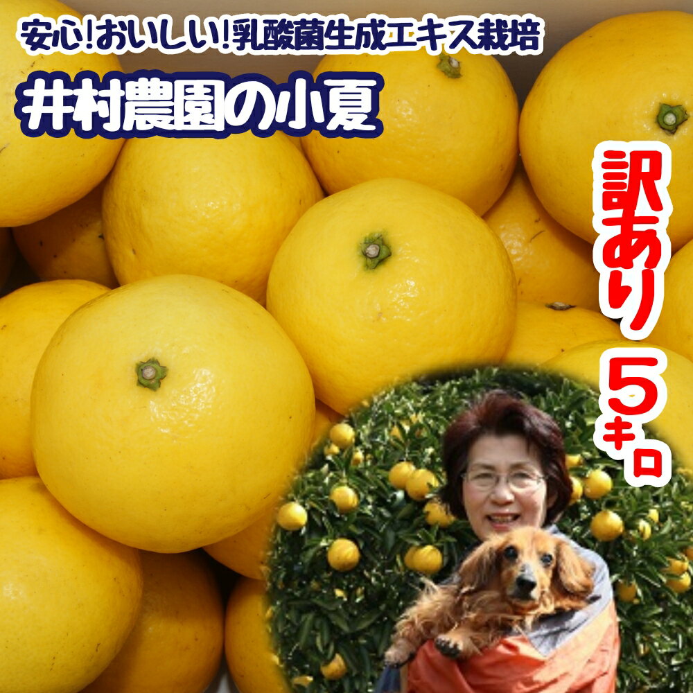 R8年4月中旬以降発送 家庭用だけど家庭用じゃない!? 訳あり 小夏 5kg 家庭用 日向夏 みかん ミカン 柑橘 フルーツ 果物 果実 こなつ ニューサマーオレンジ 土佐小夏 とさ小夏 旬 おいしい ワケアリ 自宅用 ご家庭用 国産 高知 土佐清水 返礼品【R01492】