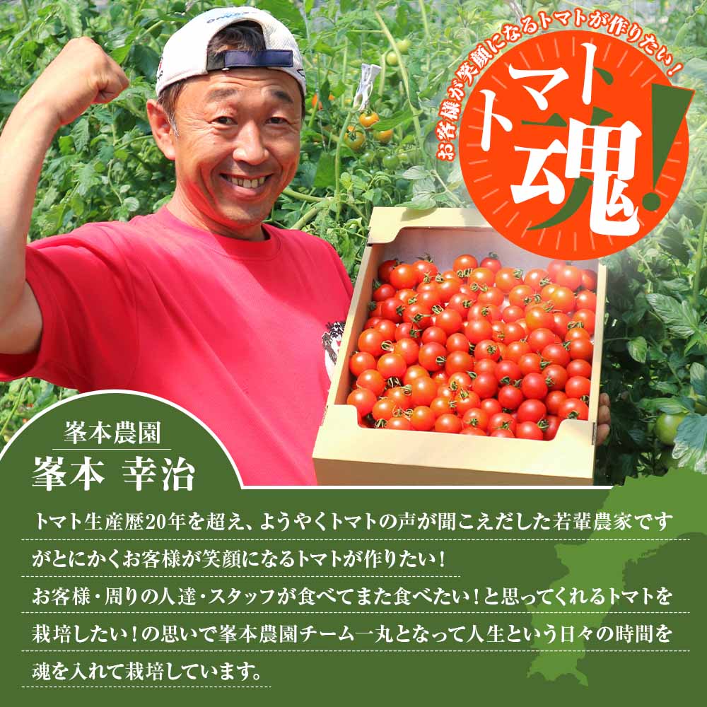 【ふるさと納税】【令和7年11月発送】 ミニトマト フルーツトマト トマト 国産 中玉 サイズ 選べる 1kg 2kg 3kg 4kg プチトマト ミディトマト フルティカ フルティカトマト 新鮮 野菜 夏野菜 産地直送 高知 トマトジュース 5000円ちょうど 8000円 12000円 15000円【R01031】 サムネイル2