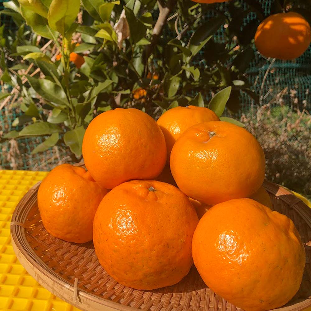 【ふるさと納税】令和8年発送 2026年発送 予約 内原農園の減農薬栽培 ぽんかん Lサイズ 5キロ 贈答用 みかん 蜜柑 ミカン 柑橘 かんきつ ポンカン フルーツ オレンジ 果物 くだもの 果汁 甘い ジューシー 故郷納税 高知県 土佐清水市 送料無料 高知【R01097】 サムネイル2