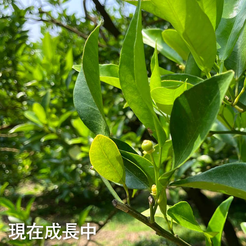 【ふるさと納税】令和8年発送 2026年発送 予約 内原農園の減農薬栽培 ぽんかん Lサイズ 5キロ 贈答用 みかん 蜜柑 ミカン 柑橘 かんきつ ポンカン フルーツ オレンジ 果物 くだもの 果汁 甘い ジューシー 故郷納税 高知県 土佐清水市 送料無料 高知【R01097】 サムネイル3