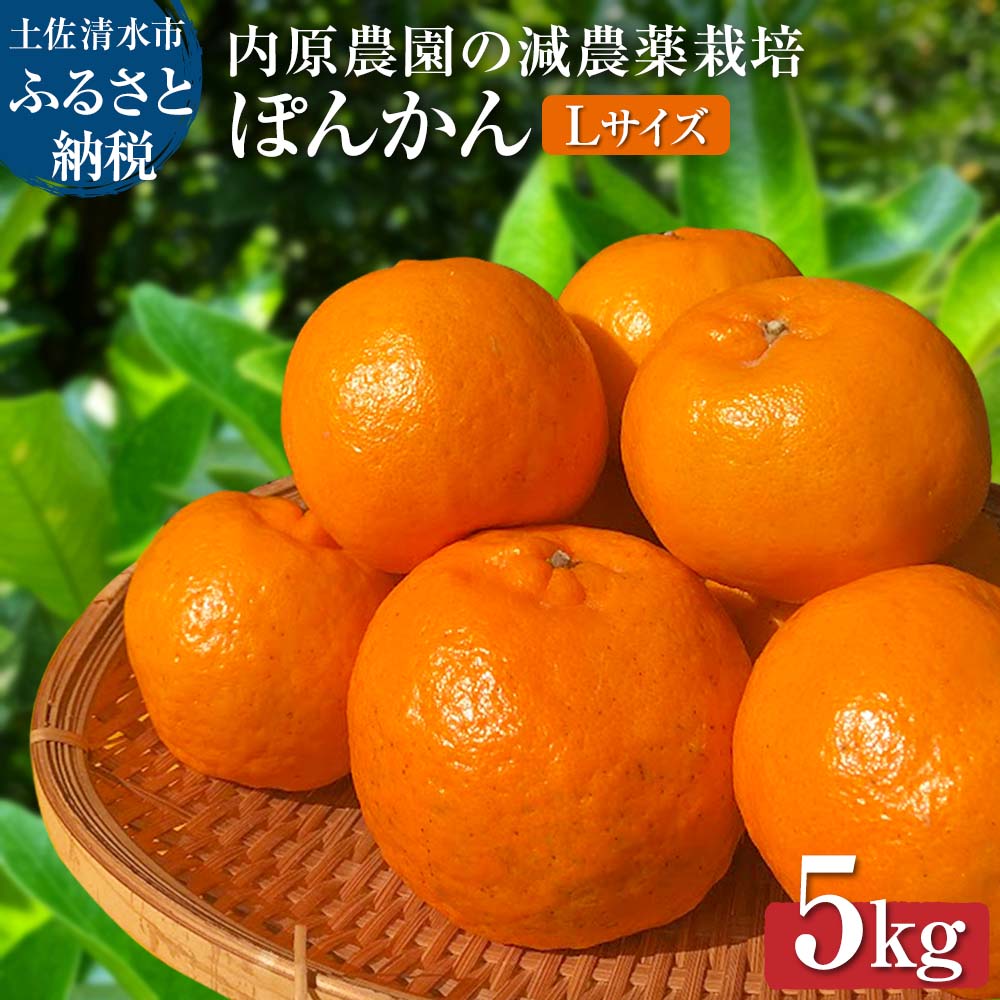 令和8年発送 2026年発送 予約 内原農園の減農薬栽培 ぽんかん Lサイズ 5キロ 贈答用 みかん 蜜柑 ミカン 柑橘 かんきつ ポンカン フルーツ オレンジ 果物 くだもの 果汁 甘い ジューシー 故郷納税 高知県 土佐清水市 送料無料 高知【R01097】