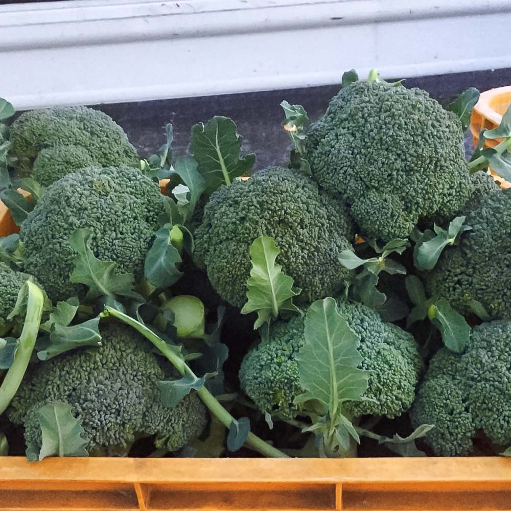 【ふるさと納税】朝採り 土佐のブロッコリー 大玉6個 1.5~1.8kg 農家のオススメ専用レシピ付き やさい 野菜 栄養 タンパク質 健康 ビタミンC おいしい 美味しい おかず お弁当 サラダ 料理 冷蔵 配送 国産 高知県 高知 土佐清水 故郷納税 ふるさとのうぜい【R01210】 - 画像2