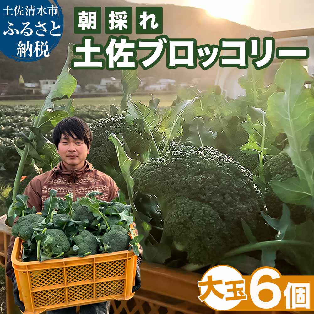 朝採り 土佐のブロッコリー 大玉6個 1.5~1.8kg 農家のオススメ専用レシピ付き やさい 野菜 栄養 タンパク質 健康 ビタミンC おいしい 美味しい おかず お弁当 サラダ 料理 冷蔵 配送 国産 高知県 高知 土佐清水 故郷納税 ふるさとのうぜい【R01210】