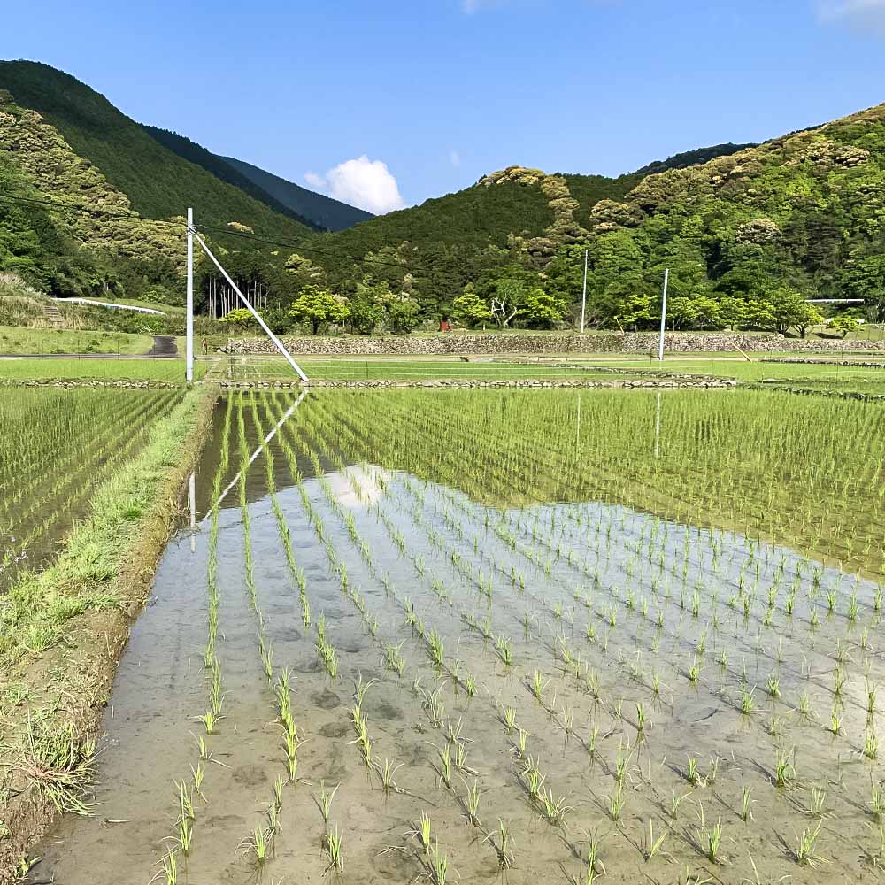 【ふるさと納税】【令和8年産】新米　玄米 5kgコシヒカリ お米 おこめ 米 こめ ごはん 飯 こしひかり ブランド米 おいしい 国産 土佐清水産 送料無料 高知県 土佐清水市 故郷納税 返礼品 高知【R01597】 - 画像3