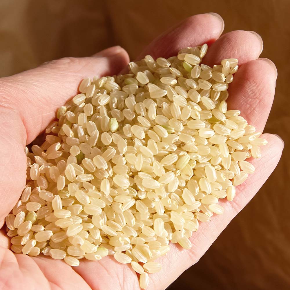 【ふるさと納税】【令和8年産】 新米　玄米 コシヒカリ 5kg 5キロ 農薬5割減栽培 お米 おこめ 米 こめ ごはん 飯 こしひかり ブランド米 おいしい 国産 土佐清水産 送料無料 高知県 土佐清水市 故郷納税 返礼品 高知 14000円【R01598】 - 画像3