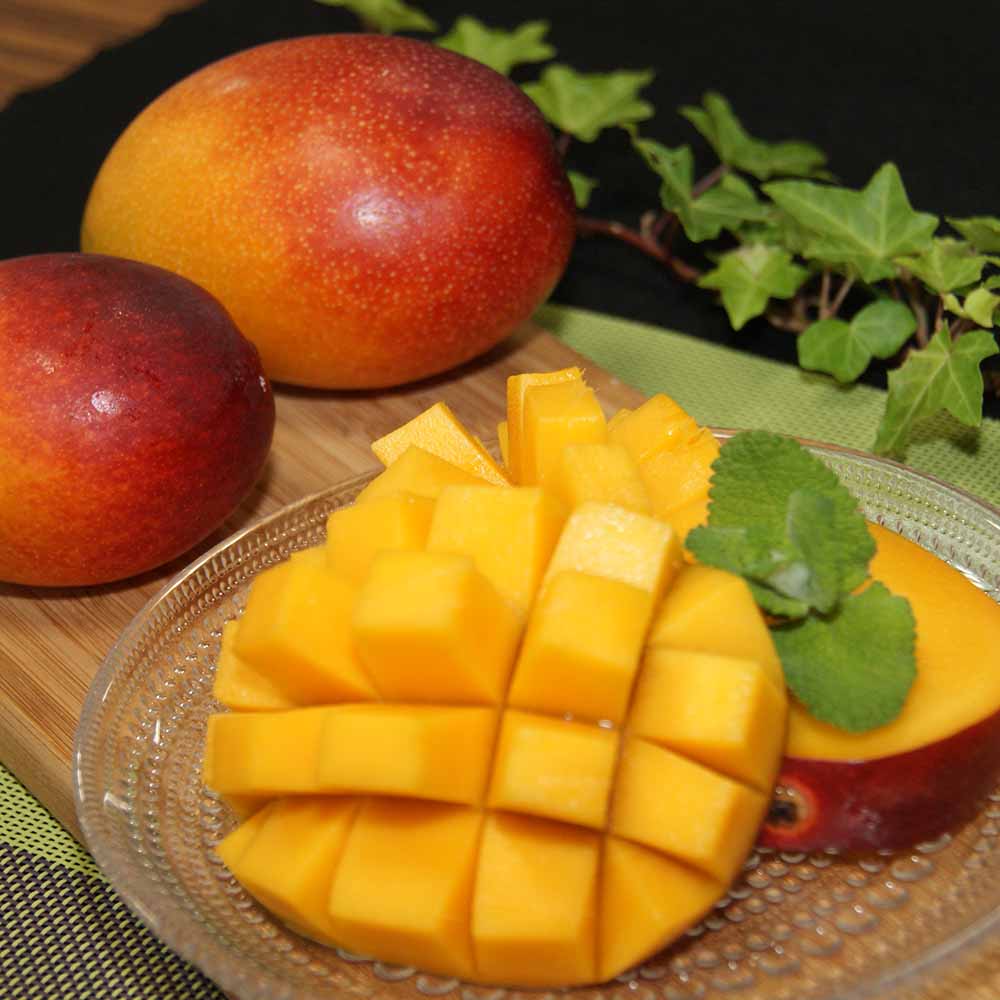 【ふるさと納税】令和8年発送 完熟アップルマンゴー1kg（2個～4個入り）マンゴー アーウィン種 南国フルーツ 果物 くだもの フルーツ 果汁 樹上完熟マンゴー ギフト プレゼント 贈答 送料無料 常温 配送 故郷納税 高知県 土佐清水市 高知【R00520】 サムネイル3