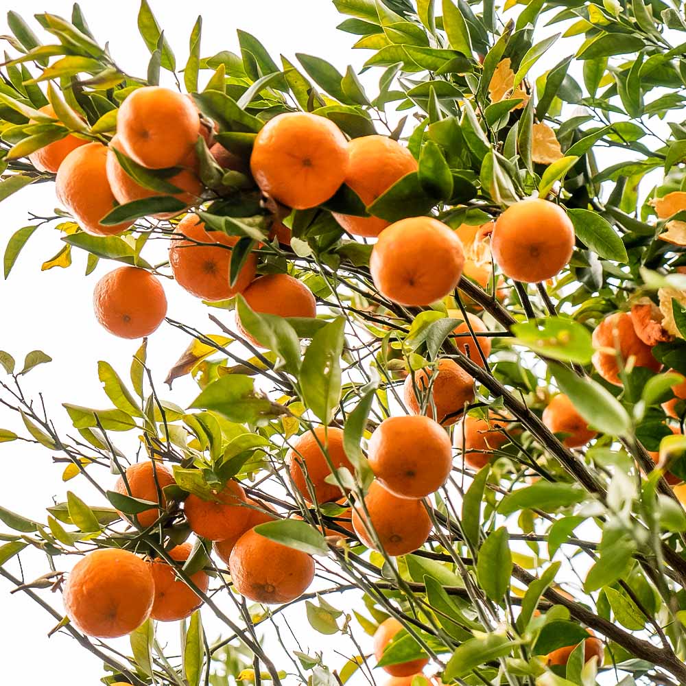 【ふるさと納税】令和9年発送 2027年発送 予約 訳あり ポンカン 国産 3kg 5kg 10kg 20kg ぽんかん みかん ミカン 果物 果実 柑橘 柑橘類 フルーツ でこぽん おやつ デザート 甘い 美味しい おいしい 食感 露地栽培 傷 規格外 家庭用 名物 高知県 5000円〜【R01080】 - 画像3