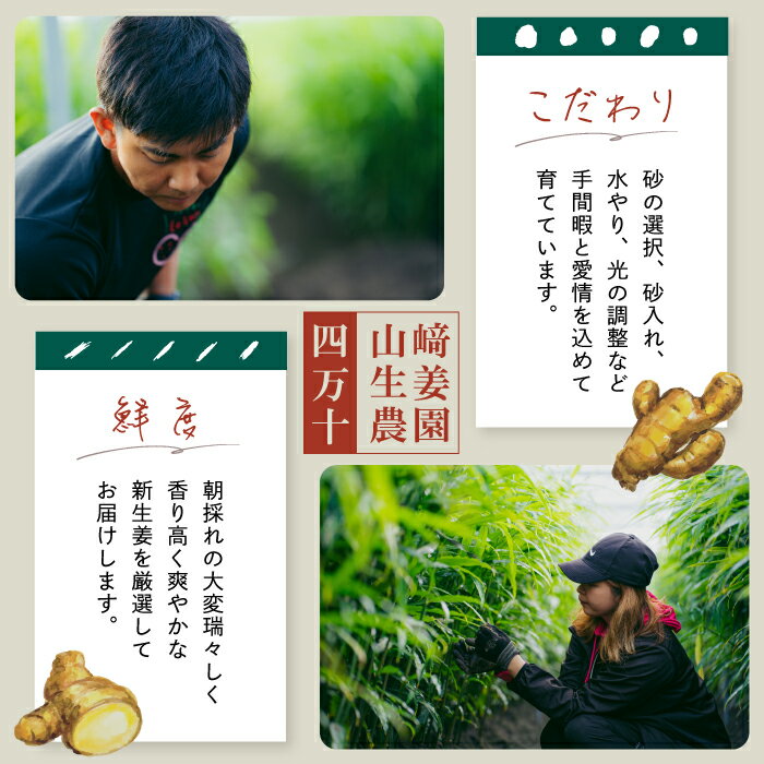 【ふるさと納税】早期受付 期間限定 みずみずしさがたまらない 新生姜 1kg 2kg 3kg 4kg 5kg【2026年5月下旬～9月上旬配送】高知県 高知 四万十市 四万十 しまんと 農作物 特産 しょうが 生姜 ショウガ 野菜 旬 新鮮 国産 先行 予約 ジンジャー お取り寄せ 送料無料 - 画像3