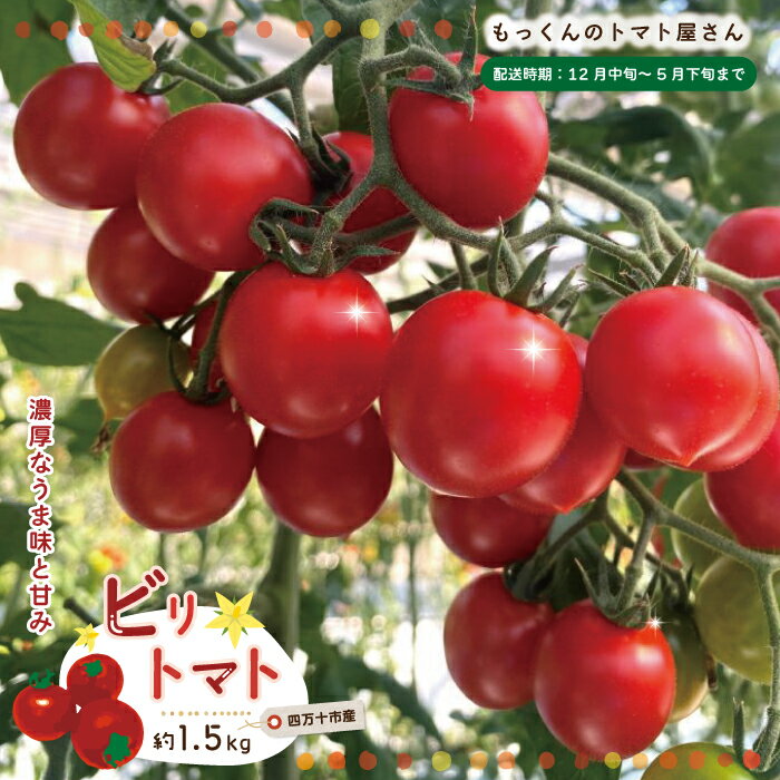 四万十市産 じっくり育った濃厚 ビリトマト 1.5kg 南国 新鮮 野菜 やさい 国産 トマト とまと ミニトマト コク うま味 甘い 冷蔵 産地直送 お取り寄せ 旬 農家直送 高知県 高知 四万十市 四万十 しまんと 送料無料 【12月中旬～5月下旬に発送】26-86