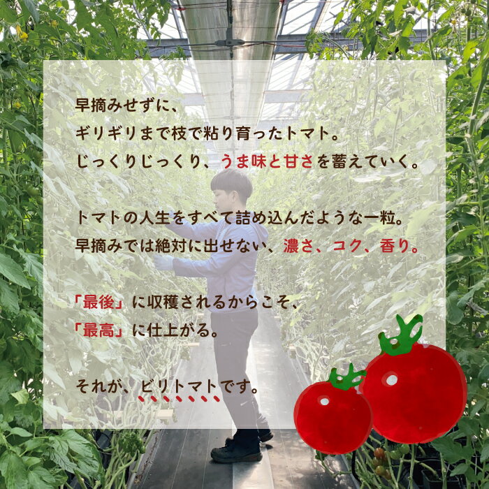 【ふるさと納税】四万十市産 じっくり育った濃厚 ビリトマト 1.5kg 南国 新鮮 野菜 やさい 国産 トマト とまと ミニトマト コク うま味 甘い 冷蔵 産地直送 お取り寄せ 旬 農家直送 高知県 高知 四万十市 四万十 しまんと 送料無料 【12月中旬～5月下旬に発送】26-86 - 画像2
