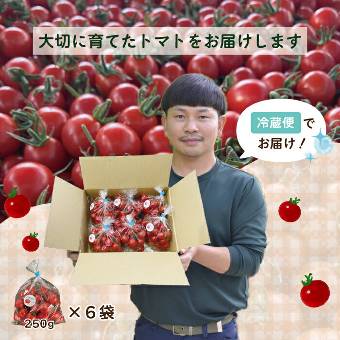 【ふるさと納税】四万十市産 じっくり育った濃厚 ビリトマト 1.5kg 南国 新鮮 野菜 やさい 国産 トマト とまと ミニトマト コク うま味 甘い 冷蔵 産地直送 お取り寄せ 旬 農家直送 高知県 高知 四万十市 四万十 しまんと 送料無料 【12月中旬～5月下旬に発送】26-86 - 画像3