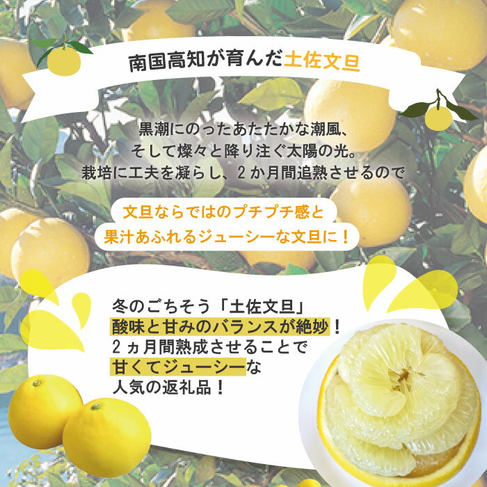 【ふるさと納税】【早期受付・数量限定】熟成の土佐文旦10kg 家庭用 予約 大人気 リピーター 限定 フルーツ 果物 旬 文旦 ぶんたん ブンタン 土佐文旦 柑橘 オススメ 四万十市 四万十 しまんと 高知 産地直送 農家直送 お取り寄せ 送料無料 【2026年2月下旬より発送】R7-552 サムネイル2