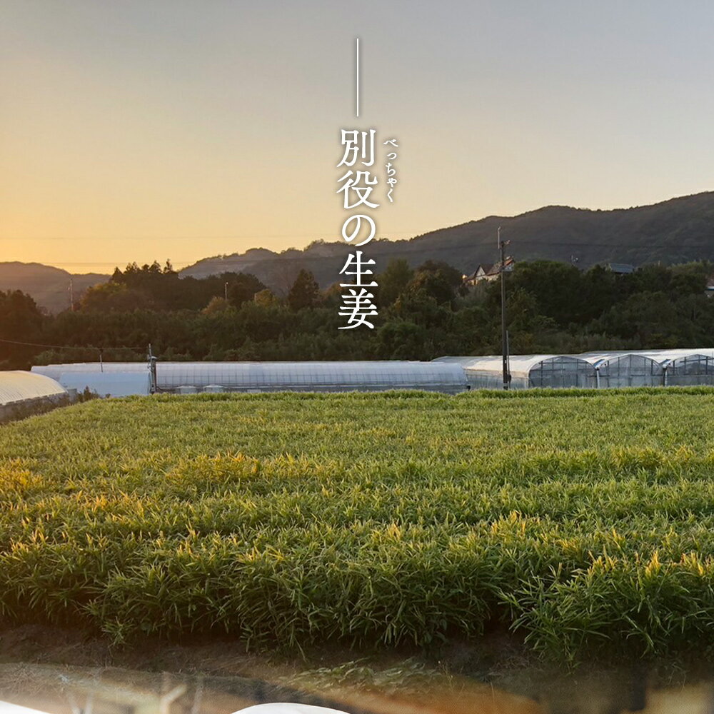 【ふるさと納税】香南市産 別役の生姜 (選べる：2kg／4kg／8kg／10kg／20kg) - しょうが ショウガ ジンジャー 薬味 調味料 国産 株式会社べっちゃく 高知県 香南市【常温】 - 画像2
