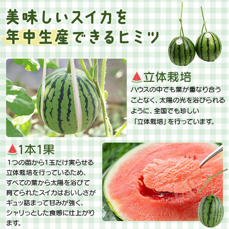 【ふるさと納税】期間限定！江本農園の12月冬アンテナスイカ 2玉 - 送料無料 果物 くだもの フルーツ すいか 西瓜 デザート クレジット限定 数量限定 季節限定 贈り物 高知県 香南市【常温】em-0020 サムネイル3