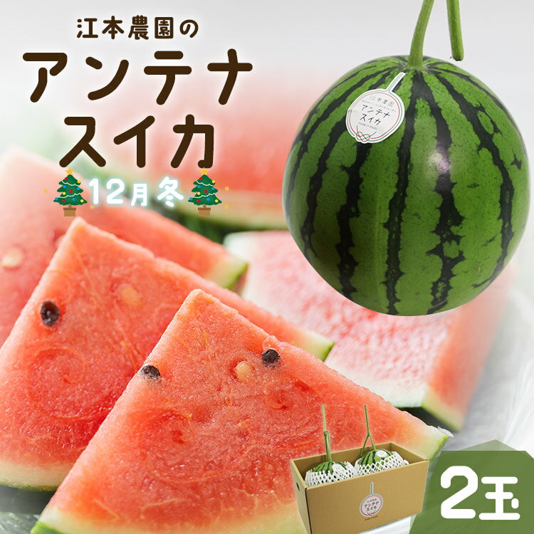期間限定！江本農園の12月冬アンテナスイカ 2玉 - 送料無料 果物 くだもの フルーツ すいか 西瓜 デザート クレジット限定 数量限定 季節限定 贈り物 高知県 香南市【常温】em-0020