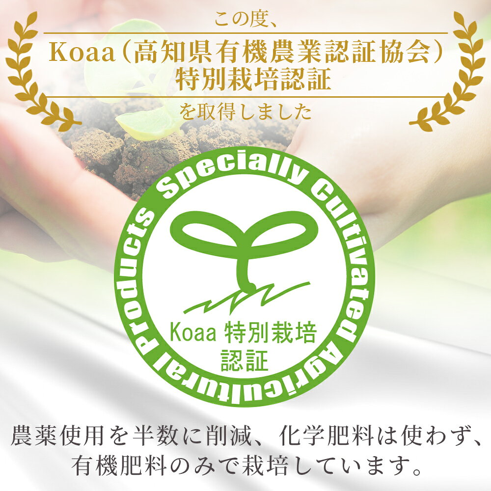 【ふるさと納税】【選べる内容量】ふじ農園の露地みかん 贈答用 (選べる内容量：2.5kg/5kg/10kg)(2S～M) - 国産 蜜柑 ミカン 柑橘 果物 フルーツ 贈答 プレゼント ギフト 贈り物 ふじ農園 高知県 香南市 【常温】 サムネイル2